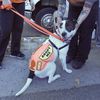 Animal Abuse Investigations Triple After NYPD Takeover From ASPCA